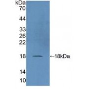 Western blot analysis of recombinant Human DUSP5.