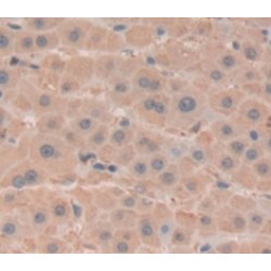 Betaine Homocysteine Methyltransferase (BHMT) Antibody