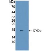 Western blot analysis of recombinant Human GABARAPL2.