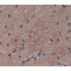 GABA-A Receptor Associated Protein Like Protein 2 (GABARAPL2) Antibody