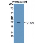 Western blot analysis of the recombinant Human IL36A/IL1E protein.