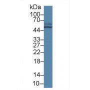 Western blot analysis of Pig Small intestine lysate, using Human TCN2 Antibody (2 µg/ml) and HRP-conjugated Goat Anti-Rabbit antibody (<a href="https://www.abbexa.com/index.php?route=product/search&amp;search=abx400043" target="_blank">abx400043</a>, 0.2 µg/ml).