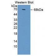 Western blot analysis of recombinant Human ANXA9 protein.