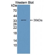 Western blot analysis of recombinant Human ASGR2 protein.