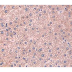 Asialoglycoprotein Receptor 2 (ASGR2) Antibody