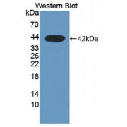 Western blot analysis of recombinant Human DHODH Protein.