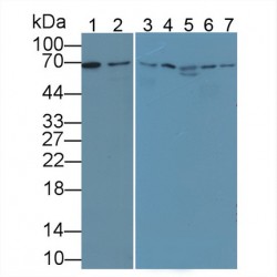 Lamin B1 (LMNB1) Antibody