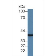 Western blot analysis of Pig Cerebrum lysate, using Human MPI Antibody (2 µg/ml) and HRP-conjugated Goat Anti-Rabbit antibody (<a href="https://www.abbexa.com/index.php?route=product/search&amp;search=abx400043" target="_blank">abx400043</a>, 0.2 µg/ml).