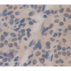 Peptidyl Arginine Deiminase Type VI (PADI6) Antibody
