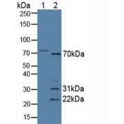 Western blot analysis of (1) Human HeLa cells and (2) Mouse Heart Tissue.