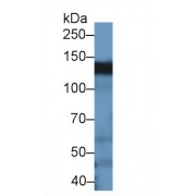 Western blot analysis of Rat Testis lysate, using Human BCAR1 Antibody (1 µg/ml) and HRP-conjugated Goat Anti-Rabbit antibody (<a href="https://www.abbexa.com/index.php?route=product/search&amp;search=abx400043" target="_blank">abx400043</a>, 0.2 µg/ml).