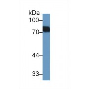 Western blot analysis of Human Urine, using Human BTD Antibody (1 µg/ml) and HRP-conjugated Goat Anti-Rabbit antibody (<a href="https://www.abbexa.com/index.php?route=product/search&amp;search=abx400043" target="_blank">abx400043</a>, 0.2 µg/ml).