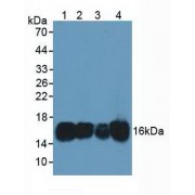Western blot analysis of (1) Human Lung Tissue, (2) Human HeLa cells, (3) Mouse Placenta Tissue and (4) Mouse Kidney Tissue.