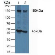 Western blot analysis of (1) Human Lung Tissue and (2) Porcine Kidney Tissue.