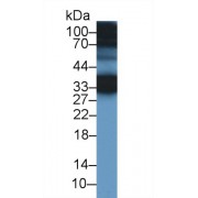 Western blot analysis of Mouse Ear lysate, using Human CREG1 Antibody (1 µg/ml) and HRP-conjugated Goat Anti-Rabbit antibody (<a href="https://www.abbexa.com/index.php?route=product/search&amp;search=abx400043" target="_blank">abx400043</a>, 0.2 µg/ml).