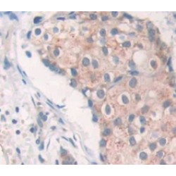 C1q And Tumor Necrosis Factor Related Protein 9 (C1QTNF9) Antibody