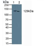 Western blot analysis of (1) Mouse Kidney Tissue and (2) Mouse Placenta Tissue.