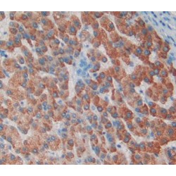 Collagen Alpha-2 I Chain (COL1A2) Antibody