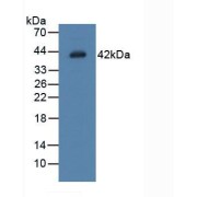 Western blot analysis of Rat Placenta Tissue.