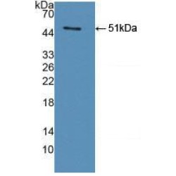 Legumain (LGMN) Antibody