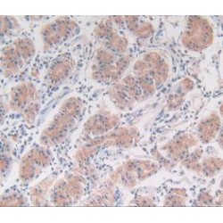 Legumain (LGMN) Antibody
