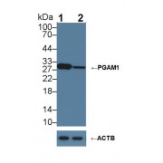 Western blot analysis of (1) Wild-type A431 cell lysate, and (2) PGAM1 knockout A431 cell lysate, using Rabbit Anti-Human PGAM1 Antibody (1 µg/ml) and HRP-conjugated Goat Anti-Mouse antibody (<a href="https://www.abbexa.com/index.php?route=product/search&amp;search=abx400001" target="_blank">abx400001</a>, 0.2 µg/ml).