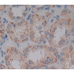 Programmed Cell Death Protein 5 (PDCD5) Antibody