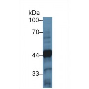 Western blot analysis of Mouse Cerebellum lysate, using Human TH Antibody (2 µg/ml) and HRP-conjugated Goat Anti-Rabbit antibody (<a href="https://www.abbexa.com/index.php?route=product/search&amp;search=abx400043" target="_blank">abx400043</a>, 0.2 µg/ml).
