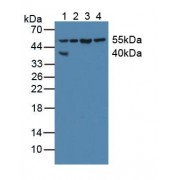 Western blot analysis of (1) Human HepG2 Cells, (2) Human 293T Cells, (3) Porcine Heart Tissue and (4) Porcine Liver Tissue.