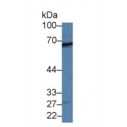 Western blot analysis of Human 293T cell lysate, using Human RARS Antibody (1 µg/ml) and HRP-conjugated Goat Anti-Rabbit antibody (<a href="https://www.abbexa.com/index.php?route=product/search&amp;search=abx400043" target="_blank">abx400043</a>, 0.2 µg/ml).