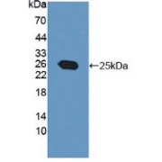 Western blot analysis of recombinant Human PTP4A3.