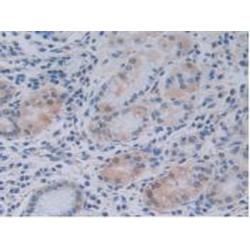 Tumor Necrosis Factor Ligand Superfamily Member 9 (TNFSF9) Antibody