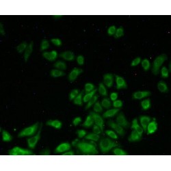 Serine Hydroxymethyltransferase 2, Mitochondrial (SHMT2) Antibody