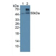 Western blot analysis of (1) Rat Heart Tissue and (2) Rat Skeletal Muscle Tissue.