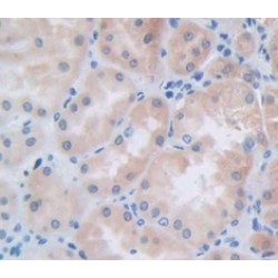 Fibroblast Growth Factor 9 (FGF9) Antibody