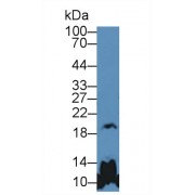 Western blot analysis of Mouse Cerebrum lysate, using Human GH Antibody (5 µg/ml) and HRP-conjugated Goat Anti-Rabbit antibody (<a href="https://www.abbexa.com/index.php?route=product/search&amp;search=abx400043" target="_blank">abx400043</a>, 0.2 µg/ml).