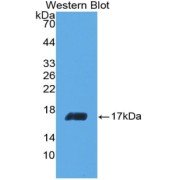 abx128489