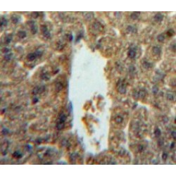 Interleukin 5 (IL5) Antibody