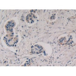 Stromelysin-1 (MMP3) Antibody
