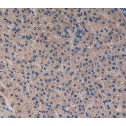 Stromelysin-1 (MMP3) Antibody