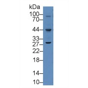 Western blot analysis of Mouse raw264.7 cell lysate, using Human VEGFC Antibody (2 µg/ml) and HRP-conjugated Goat Anti-Rabbit antibody (<a href="https://www.abbexa.com/index.php?route=product/search&amp;search=abx400043" target="_blank">abx400043</a>, 0.2 µg/ml).