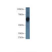 Western blot analysis of Human Cartilage lysate, using Human aHSG Antibody (1 µg/ml) and HRP-conjugated Goat Anti-Rabbit antibody (<a href="https://www.abbexa.com/index.php?route=product/search&amp;search=abx400043" target="_blank">abx400043</a>, 0.2 µg/ml).