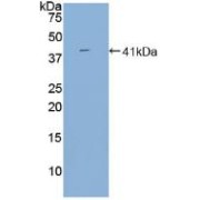 abx128507