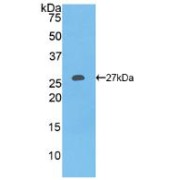 Western blot analysis of recombinant Human COL1a1.