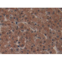 Collagen Type I Alpha 1 (COL1A1) Antibody