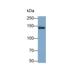 Collagen Type I Alpha 1 (COL1A1) Antibody