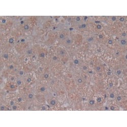 Complement C5a (C5a) Antibody