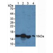 Western blot analysis of (1) Porcine Liver Tissue, (2) Human Liver Tissue, (3) Rat Testis Tissue and (4) Human 293T Cells.