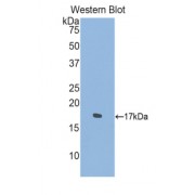Western blot analysis of recombinant Human SEMA4D Protein.