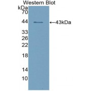 Western blot analysis of recombinant Human AMY1.